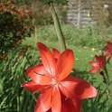 Schizostylis coccinea 'Major' fleur